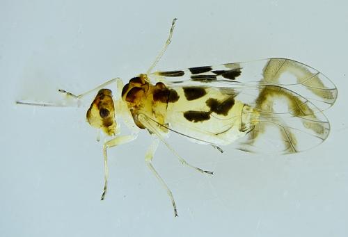 Graphopsocus cruciatus